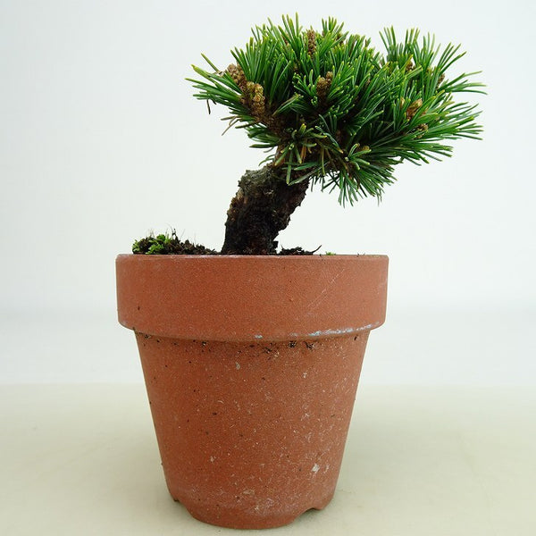 盆栽 松 五葉松 明星 樹高 約5～8cm ごようまつ Pinus parviflora ゴヨウマツ マツ科 常緑針葉樹 観賞用 小品 数量物 セレクト q1198412474