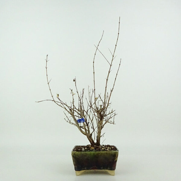 盆栽 石榴 樹高 約19～20cm ざくろ Punica granatum ザクロ ミソハギ科 ザクロ属 落葉樹 観賞用 小品 数量物 セレクト q1198419004