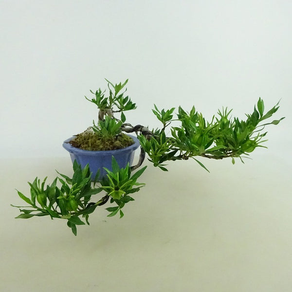 盆栽 梔子 喜代誉 樹高 上下 約9～11cm くちなし Gardenia jasminoides クチナシ アカネ科 常緑樹 観賞用 小品 数量物 セレクト c1198408677