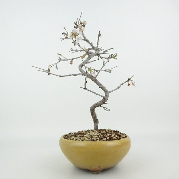 盆栽 桜 信濃桜 樹高 約23～24cm さくら サクラ バラ科 落葉樹 観賞用 数量物 セレクト o1198427411