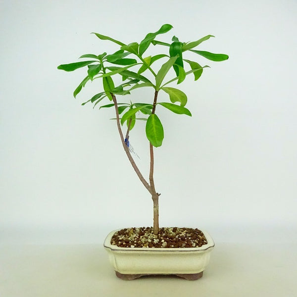 盆栽 沈丁花 樹高 約28～30cm じんちょうげ Daphne odora ジンチョウゲ ジンチョウジ科 常緑樹 観賞用 数量物 セレクト h1198422338