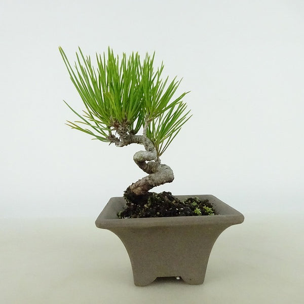 盆栽 松 黒松 樹高 約10～11cm くろまつ Pinus thunbergii クロマツ マツ科 常緑針葉樹 観賞用 小品 数量物 セレクト n1198410882