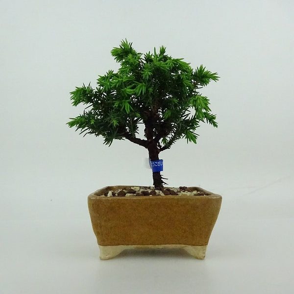 盆栽 杉 樹高 樹高 約10～12cm すぎ Cryptomeria japonica スギ ヒノキ科 スギ属 常緑樹 観賞用 小品 数量物 セレクト c1198406741