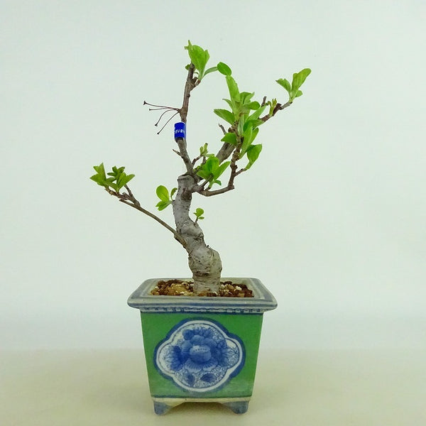 盆栽 海棠 樹高 約19～20cm かいどう Malus micromalus カイドウ バラ科 落葉樹 観賞用 小品 数量物 セレクト n1198408086