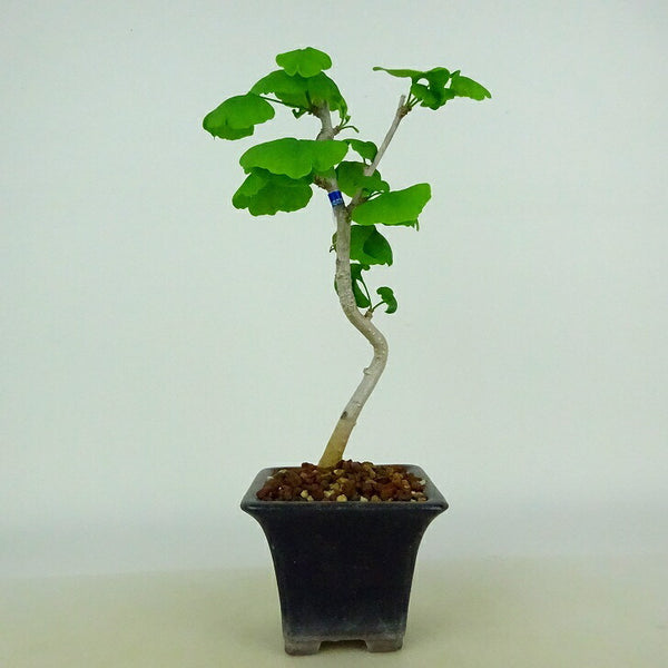 盆栽 銀杏 樹高 約20～22cm いちょう Ginkgo biloba イチョウ 紅葉 イチョウ科 落葉樹 観賞用 小品 数量物 セレクト r1198410162