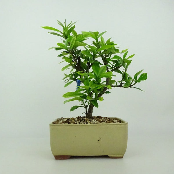 盆栽 梔子 樹高 約15～17cm くちなし Gardenia jasminoides クチナシ アカネ科 常緑樹 観賞用 小品 数量物 セレクト t1198409570
