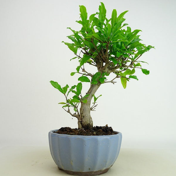 盆栽 石榴 樹高 約24～25cm ざくろ Punica granatum ザクロ ミソハギ科 ザクロ属 落葉樹 観賞用 数量物 セレクト 1198408260