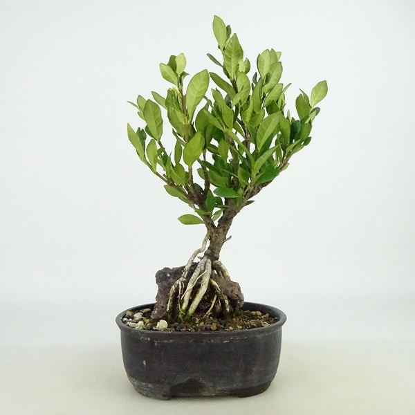 盆栽 梔子 樹高 約21～22cm くちなし Gardenia jasminoides クチナシ 石付き 根上り アカネ科 常緑樹 観賞用 数量物 セレクト q1198410386