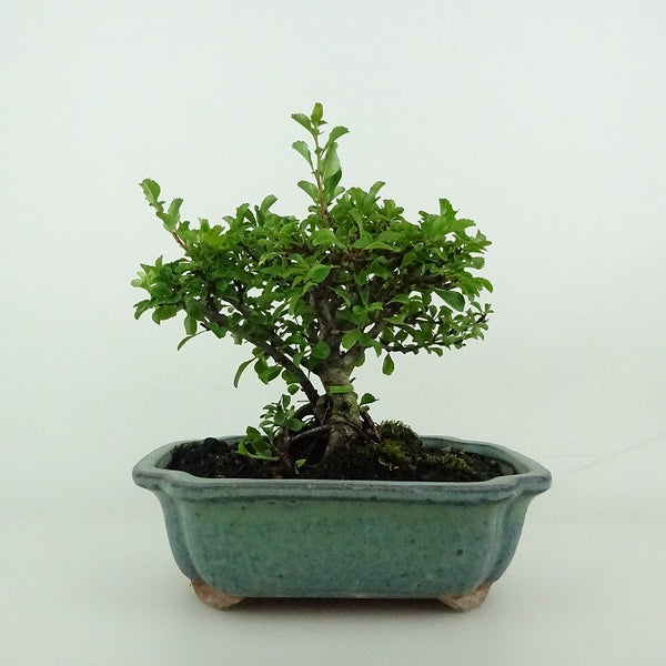 盆栽 梅 長寿梅 樹高 約13～15cm ちょうじゅばい チョウジュバイ バラ科 ボケ属 落葉樹 観賞用 小品 数量物 セレクト o1198423474