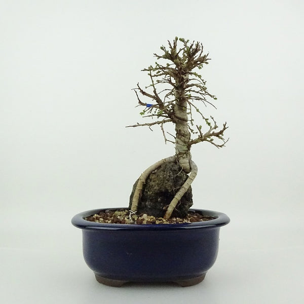盆栽 楡欅 樹高 約19～20cm にれけやき Ulmus parvifolia ニレケヤキ 紅葉 石付き ニレ科 落葉樹 観賞用 小品 数量物 セレクト s1198419800