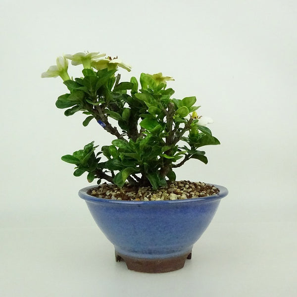 盆栽 梔子 達磨 樹高 約11～13cm くちなし Gardenia jasminoides クチナシ アカネ科 常緑樹 観賞用 小品 数量物 セレクト j1198415615