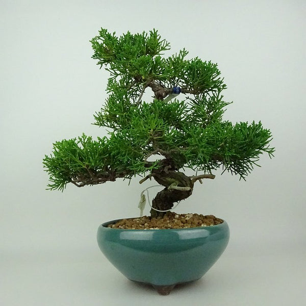 盆栽 真柏 樹高 約22～24cm しんぱく Juniperus chinensis シンパク ヒノキ科 常緑樹 観賞用 数量物 セレクト t1198409190