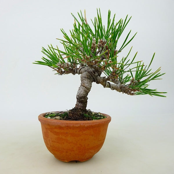 盆栽 松 黒松 樹高 約9～11cm くろまつ Pinus thunbergii クロマツ マツ科 常緑針葉樹 観賞用 小品 数量物 セレクト o1198427665
