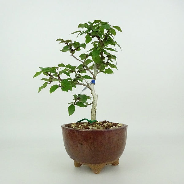 盆栽 岩四手 樹高 約14～16cm いわしで Carpinus turczaninovii イワシデ カバノキ科 落葉樹 観賞用 小品 数量物 セレクト p1198420909