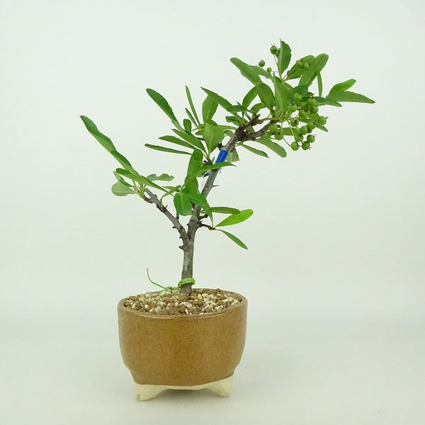 盆栽 ピラカンサ 樹高 約14～16cm Pyracantha バラ科 常緑樹 観賞用 小品 数量物 セレクト d1198427059