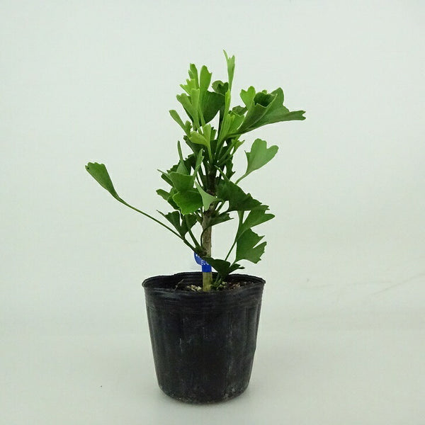 盆栽 銀杏 樹高 約12～14cm いちょう Ginkgo biloba イチョウ 紅葉 イチョウ科 落葉樹 観賞用 小品 数量物 セレクト m1198408673