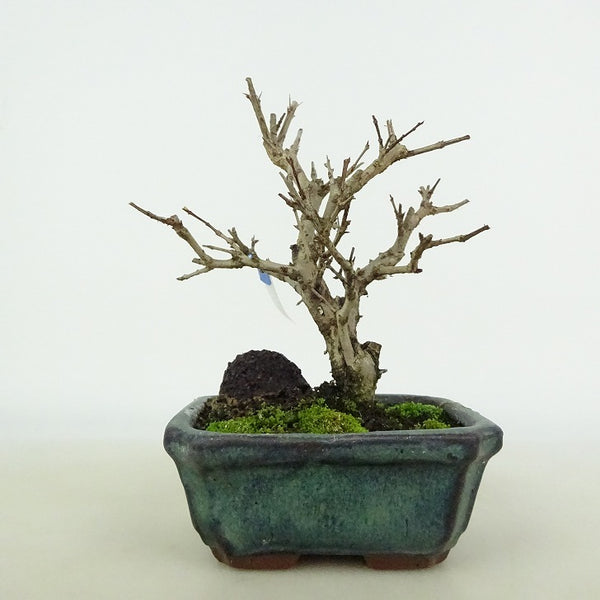 盆栽 石榴 樹高 約12～13cm ざくろ Punica granatum ザクロ ミソハギ科 ザクロ属 落葉樹 観賞用 小品 数量物 セレクト c1198410120