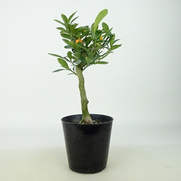 盆栽 金豆 樹高 約16～18cm きんず キンズ マメキンカン 実物 ミカン科 キンカン属 常緑樹 観賞用 小品 数量物 セレクト 1198404883