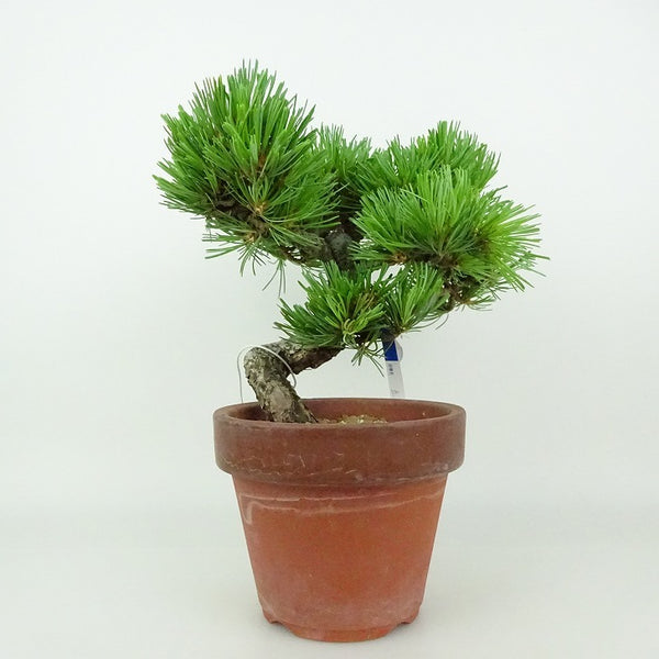盆栽 松 五葉松 樹高 約15～18cm ごようまつ Pinus parviflora ゴヨウマツ マツ科 常緑針葉樹 観賞用 小品 数量物 セレクト p1198415631