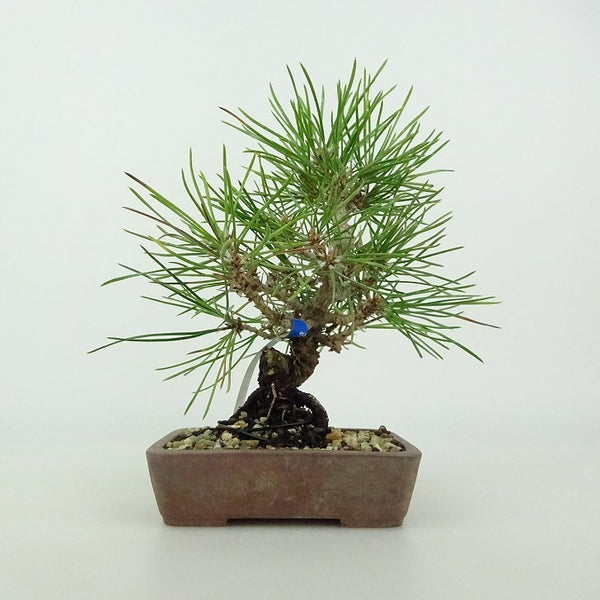 盆栽 松 黒松 樹高 約13～15cm くろまつ Pinus thunbergii クロマツ マツ科 常緑針葉樹 観賞用 小品 数量物 セレクト w1198413215