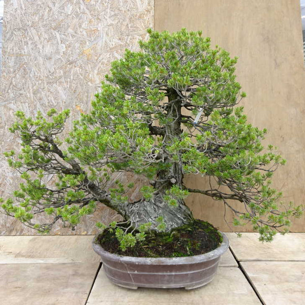 盆栽 松 五葉松 瑞祥 樹高 約80cm ごようまつ Pinus parviflora ゴヨウマツ マツ科 常緑針葉樹 観賞用 大型 o1198423235
