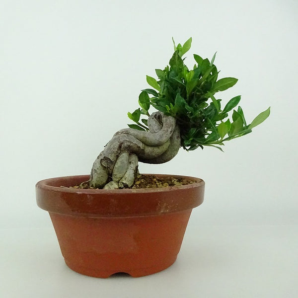 盆栽 梔子 樹高 約12～14cm くちなし Gardenia jasminoides クチナシ アカネ科 常緑樹 観賞用 小品 数量物 セレクト f1198412068