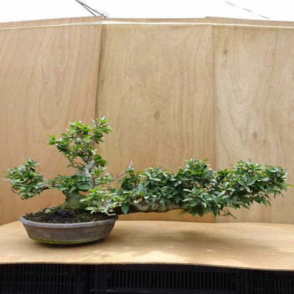 盆栽 山毛欅 樹高 約49cm ぶな Fagus crenata ブナ ブナ科 落葉樹 観賞用 大型 d1198418745