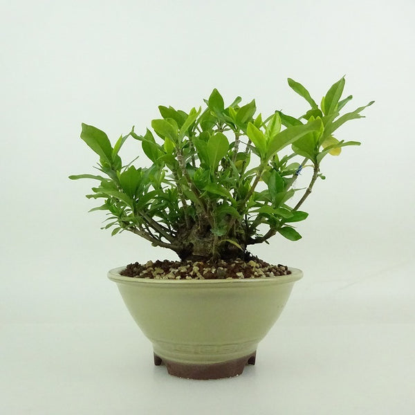 盆栽 梔子 樹高 約11～13cm くちなし Gardenia jasminoides クチナシ アカネ科 常緑樹 観賞用 小品 数量物 セレクト r1198410807