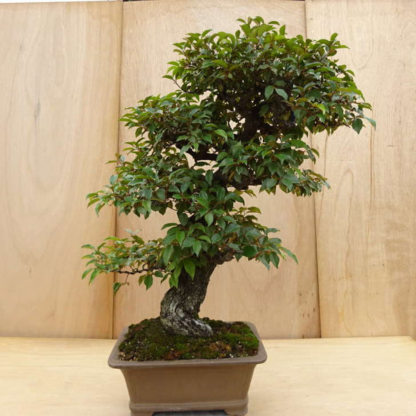 盆栽 寒茱萸 樹高 約91cm かんぐみ Elaeagnus カングミ グミ科 常緑樹 観賞用 大型 s1198411948
