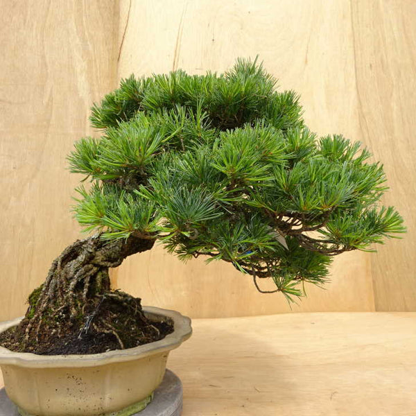 盆栽 松 五葉松 樹高 約36cm ごようまつ Pinus parviflora ゴヨウマツ マツ科 常緑針葉樹 観賞用 中型 j1198418107