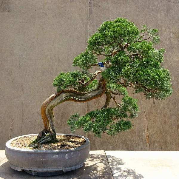 盆栽 真柏 樹高 約55cm しんぱく Juniperus chinensis シンパク ジン シャリ ヒノキ科 常緑樹 観賞用 大型 c1198404098