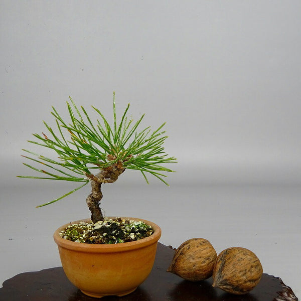盆栽 松 黒松 樹高 約7～9cm くろまつ Pinus thunbergii クロマツ マツ科 常緑針葉樹 観賞用 小品 数量物 セレクト o1198421691