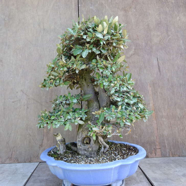 盆栽 寒茱萸 樹高 約63cm かんぐみ Elaeagnus カングミ グミ科 常緑樹 観賞用 大型 h1198425924