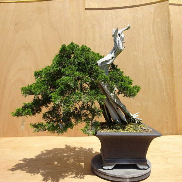 盆栽 真柏 樹高 約54cm しんぱく Juniperus chinensis シンパク ジン シャリ ヒノキ科 常緑樹 観賞用 中型 s1198414077