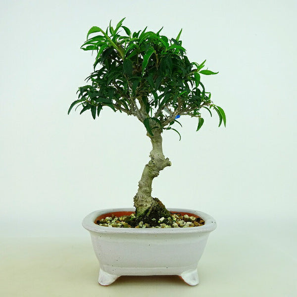 盆栽 小性梅 樹高 約19～20cm こしょうばい Ilex serrata var.subtilis コショウバイ モチノキ科 落葉樹 観賞用 小品 数量物 セレクト v1198440177