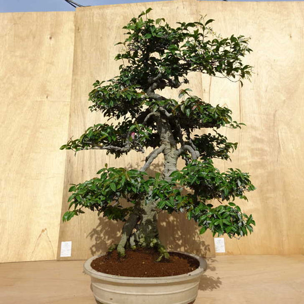 盆栽 定家葛 樹高 約94cm ていかかずら テイカカズラ つる性 キョウチクトウ科 常緑樹 紅葉 観賞用 大型 f1198408132