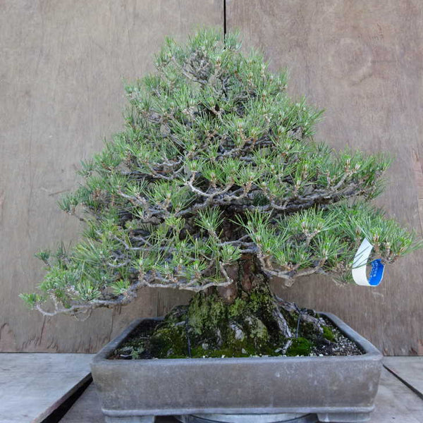 盆栽 松 黒松 樹高 約53cm くろまつ Pinus thunbergii クロマツ マツ科 常緑針葉樹 観賞用 大型 b1198425602