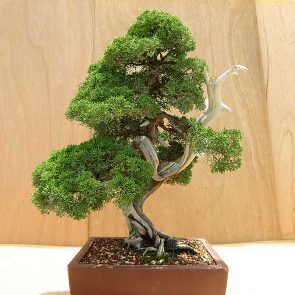 盆栽 真柏 樹高 約57cm しんぱく Juniperus chinensis シンパク ジン シャリ ヒノキ科 常緑樹 観賞用 中型 j1198416418