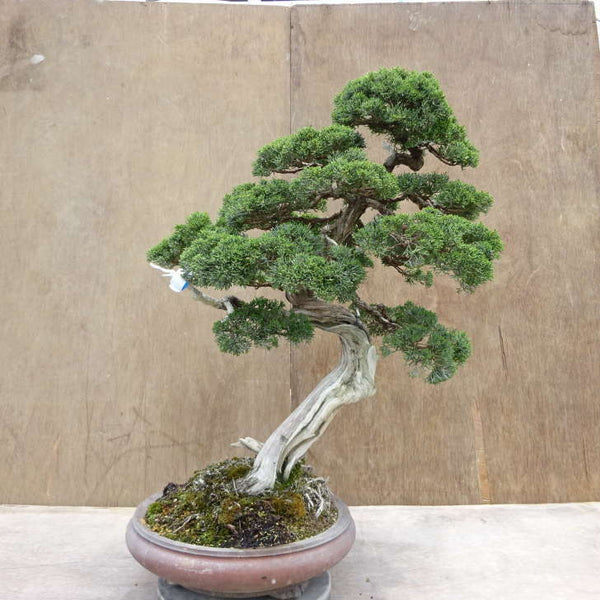盆栽 真柏 樹高 約74cm しんぱく Juniperus chinensis シンパク ジン シャリ ヒノキ科 常緑樹 観賞用 大型 h1198419792