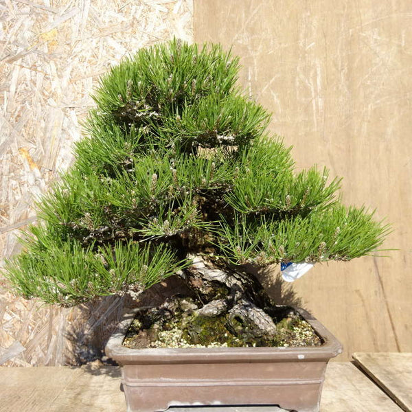 盆栽 松 黒松 樹高 約49cm くろまつ Pinus thunbergii クロマツ マツ科 常緑針葉樹 観賞用 中型 l1198409033