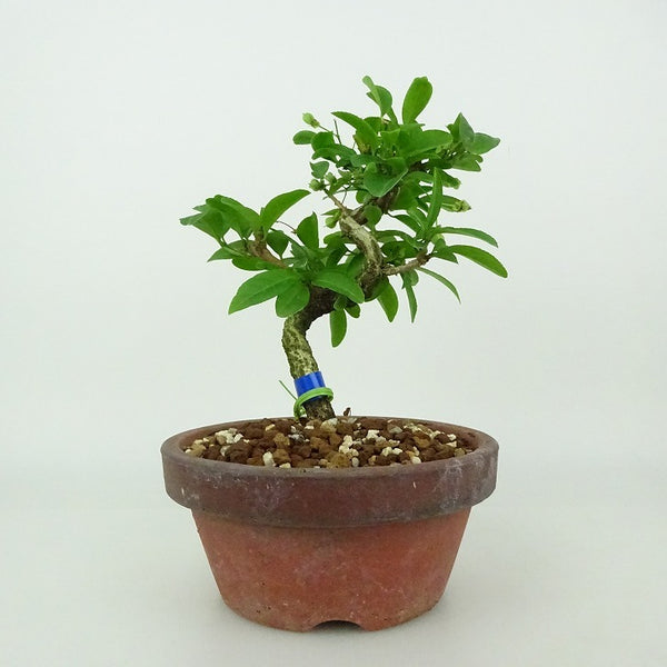 盆栽 真弓 樹高 約12～14cm まゆみ Euonymus sieboldianus マユミ 紅葉 ニシキギ科 落葉広葉樹 観賞用 小品 数量物 セレクト v1198441160