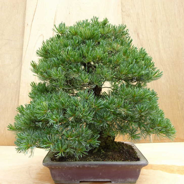 盆栽 松 五葉松 樹高 約70cm ごようまつ Pinus parviflora ゴヨウマツ マツ科 常緑針葉樹 観賞用 大型 s1198411388