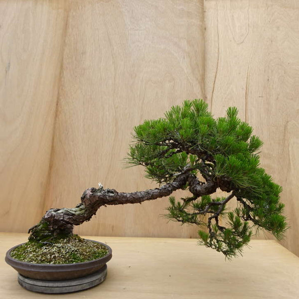 盆栽 松 赤松 樹高 約45cm あかまつ Pinus densiflora アカマツ red pine マツ科 常緑樹 観賞用 大型 n1198413855