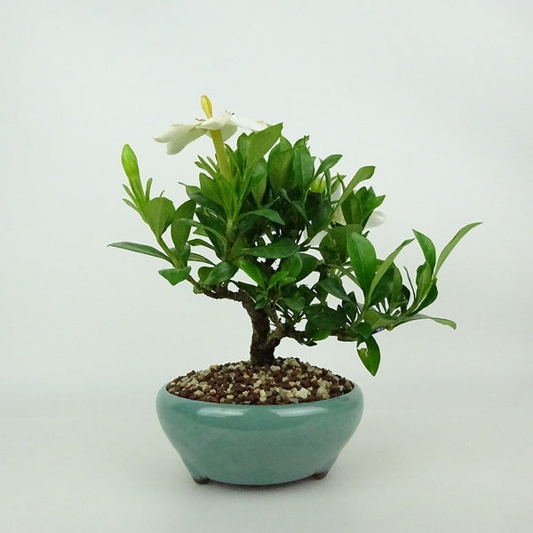盆栽 梔子 一寸法師 樹高 約11～13cm くちなし Gardenia jasminoides クチナシ アカネ科 常緑樹 観賞用 小品 数量物 セレクト g1198415636