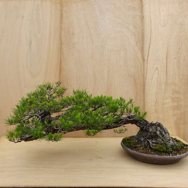盆栽 松 赤松 樹高 約45cm あかまつ Pinus densiflora アカマツ red pine シャリ マツ科 常緑樹 観賞用 大型 x1198411030