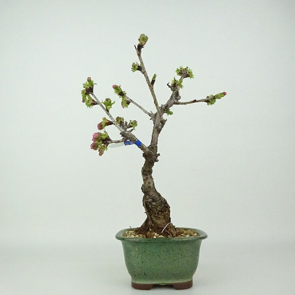 盆栽 桜 南殿桜 樹高 約23～25cm さくら サクラ バラ科 落葉樹 観賞用 数量物 セレクト f1198410383