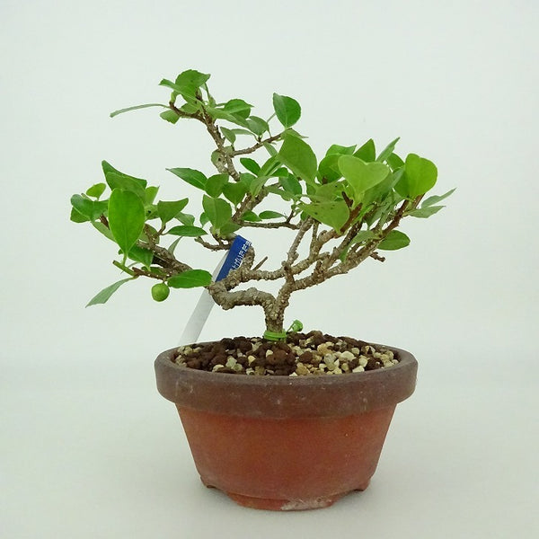 盆栽 岩蔓梅擬 樹高 約12～14cm いわつるうめもどき つる性 ニシキギ科 ツルウメモドキ属 落葉樹 観賞用 小品 数量物 セレクト f1198410683