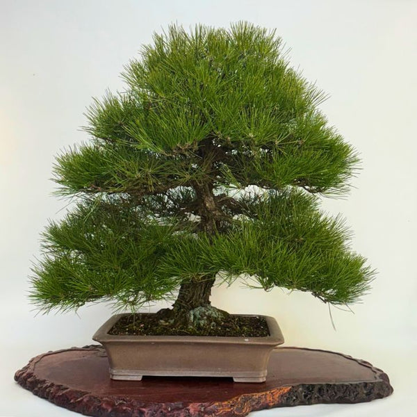 盆栽 松 黒松 樹高 約76cm くろまつ Pinus thunbergii クロマツ マツ科 常緑針葉樹 観賞用 大型 x1198412141
