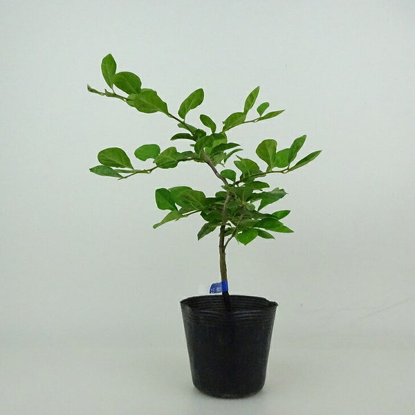 盆栽 老爺柿 樹高 約18～20cm ろうやがき Diospyros rhombifolia ロウヤガキ カキノキ科 落葉～半落葉樹 観賞用 小品 数量物 セレクト l1198409687