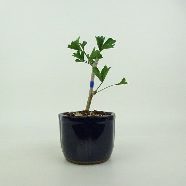 盆栽 銀杏 樹高 約10～12cm いちょう Ginkgo biloba イチョウ 紅葉 イチョウ科 落葉樹 観賞用 小品 数量物 セレクト d1198418098